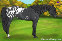 Horse Color:Blue Roan Appaloosa 