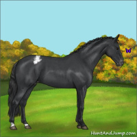 Horse Color:Blue Roan Appaloosa