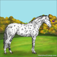 Horse Color:Blue Roan Tobiano Near Leopard 