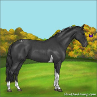Horse Color:Blue Roan Tobiano Appaloosa