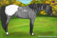 Horse Color:Blue Roan Snowcap 