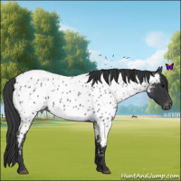 Horse Color:Blue Roan Near Leopard 