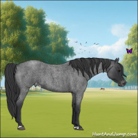 Horse Color:Blue Roan Varnish 