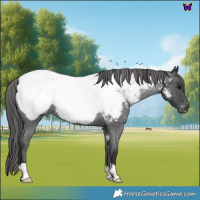 Horse Color:Blue Roan Near Fewspot 