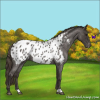 Horse Color:Smoky Blue Roan Near Leopard 