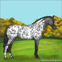 Horse Color:Blue Roan Near Leopard