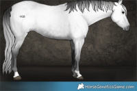 Horse Color:Gray Blue Roan Rabicano 