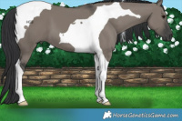 Horse Color:Grullo Tobiano