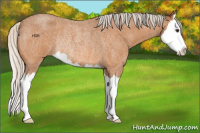 Horse Color:Silver Buckskin Roan Splash Rabicano 
