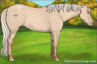 Horse Color:Silver Classic Champagne Dun 