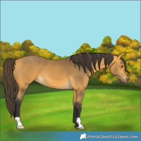 Horse Color:Buckskin 