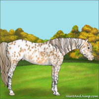 Horse Color:Buckskin Blanket Rabicano 