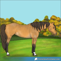 Horse Color:Buckskin 