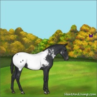 Horse Color:Blue Roan Appaloosa 