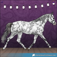 Horse Color:Blue Roan Appaloosa