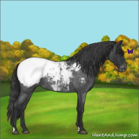 Horse Color:Blue Roan Appaloosa 