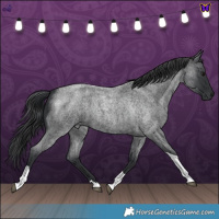 Horse Color:Blue Roan Tobiano