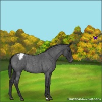 Horse Color:Blue Roan Appaloosa 
