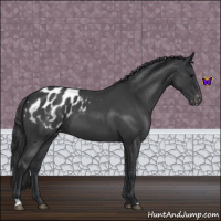 Horse Color:Blue Roan Blanket 