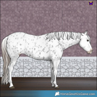 Horse Color:Blue Roan Appaloosa 