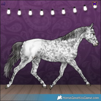 Horse Color:Blue Roan Snowcap 