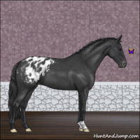 Horse Color:Blue Roan Appaloosa 