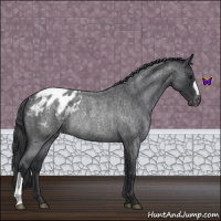 Horse Color:Blue Roan Appaloosa Rabicano 