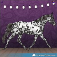 Horse Color:Smoky Black Near Leopard 