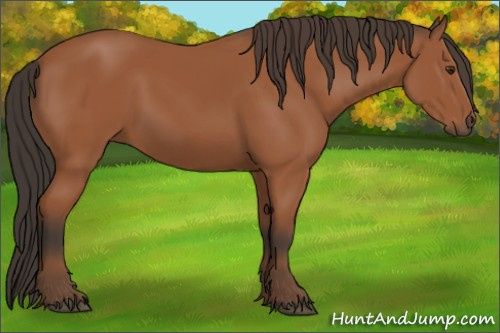 Horse Color:Bay Sabino 