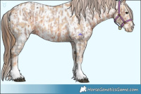 Horse Color:Brown Sabino Splash Varnish  and Red Dun Sabino Near Leopard 