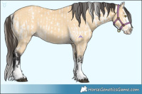 Horse Color:Palomino Snowcap  and Buckskin Splash 