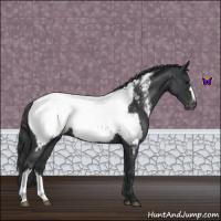Horse Color:Blue Roan Snowcap 