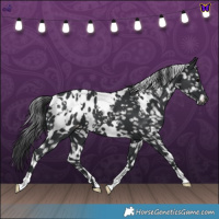 Horse Color:White Spotted Black Appaloosa 
