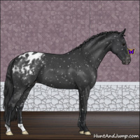 Horse Color:Blue Roan Appaloosa 