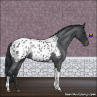Horse Color:Blue Roan Tobiano Appaloosa 