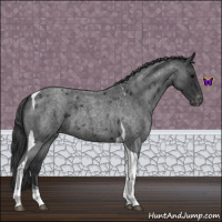 Horse Color:Blue Roan Tobiano Appaloosa 