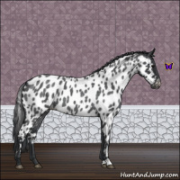 Horse Color:Blue Roan Near Leopard 