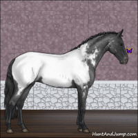 Horse Color:Blue Roan Near Fewspot 