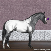 Horse Color:Blue Roan Near Fewspot 