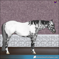 Horse Color:Blue Roan Near Fewspot 