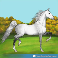 Horse Color:Gray Black 