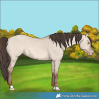 Horse Color:Amber Champagne Dun 