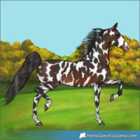Horse Color:Brown Appaloosa 