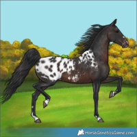 Horse Color:Brown Appaloosa 