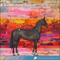 Horse Color:Brown Appaloosa 