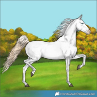 Horse Color:Buckskin Pearl Appaloosa 