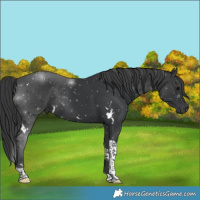 Horse Color:White Spotted Black Tobiano 