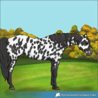 Horse Color:Black Appaloosa 