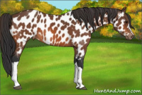Horse Color:Bay Appaloosa
