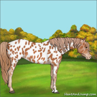 Horse Color:Chestnut Appaloosa 